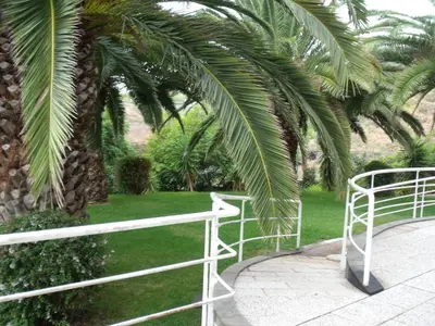 a white fence in front of a palm tree at Hotel Escola in Funchal