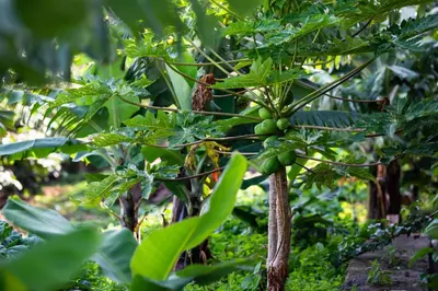 a bunch of green bananas on a banana tree at Casa Miguel in Machico