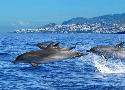 a group of dolphins jumping in the water at Casa Amarela in Funchal