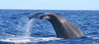 a dolphin jumping out of the water at Casa Amarela in Funchal