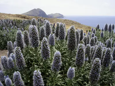 a field of lupine flowers on a hill at Madeira Bright Star by Petit Hotels in Funchal