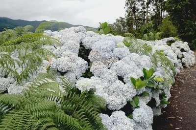 a bunch of white flowers in a garden at Quinta Da Cova Do Milho in Santo da Serra
