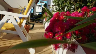 a bunch of pink flowers sitting next to a chair at Apartamentos e Quartos Atalaia in Sagres