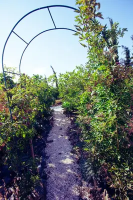 a path through an apple orchard with a fence at Casa do Pocinho in Raposeira