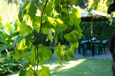 a bunch of green leaves on a tree in a garden at OurMadeira - Casa do Feitor in Funchal