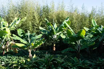 a group of banana trees in a field at OurMadeira - Casa do Feitor in Funchal