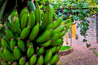 a bunch of green bananas hanging from a tree at OurMadeira - Casa das Vinhas in Funchal