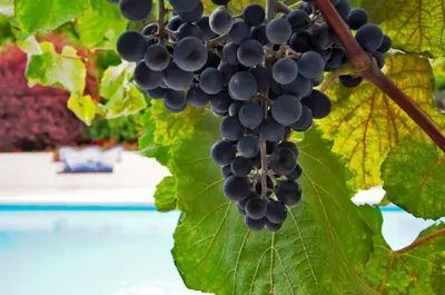 a bunch of grapes hanging from a vine at OurMadeira - Casa das Vinhas in Funchal