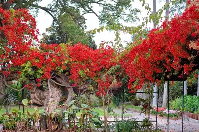 a group of red flowers on trees in a park at OurMadeira - Loja da Lenha in Funchal