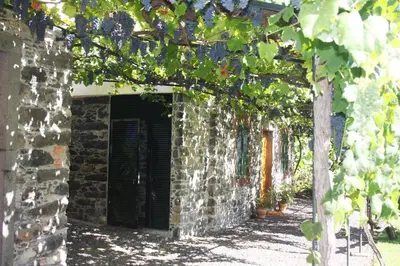 a brick building with a window and a bunch of vines at OurMadeira - Loja da Lenha in Funchal