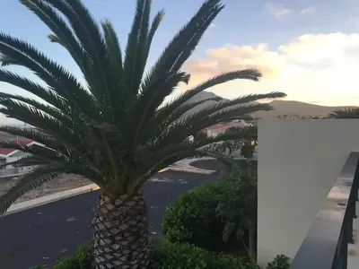 a palm tree on the side of a road at Duplex Ocean View in Porto Santo