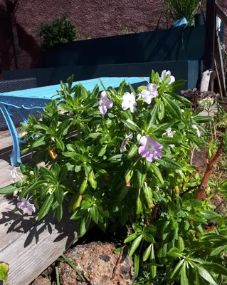 a plant with purple flowers sitting on a bench at Casa Benedita in Ponta do Pargo
