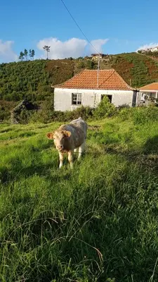 a cow standing in the grass in a field at Casa Benedita in Ponta do Pargo