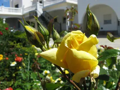 a yellow rose in front of a house at Residencia Quinta do Poço Guesthouse in Sagres