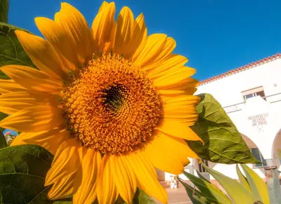 a large yellow sunflower in front of a building at Residencia Quinta do Poço Guesthouse in Sagres