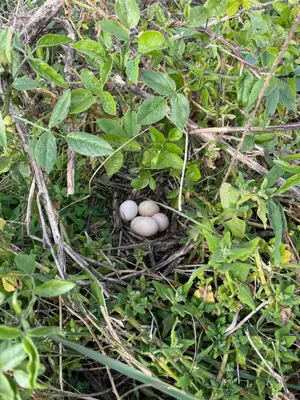 three eggs sitting in a nest in the grass at Villa Safari Charm in Ribeira Brava