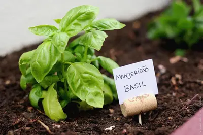 a green plant in a pot with a sign at Apartamento Quinta do Faial in Funchal