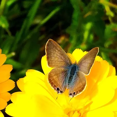 a butterfly sitting on top of a yellow flower at Rochas Shared Apart Garden Refuge in Funchal