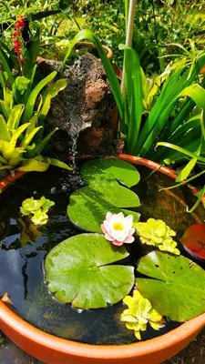 a pond with flowers and leaves in a garden at Rochas Shared Apart Garden Refuge in Funchal
