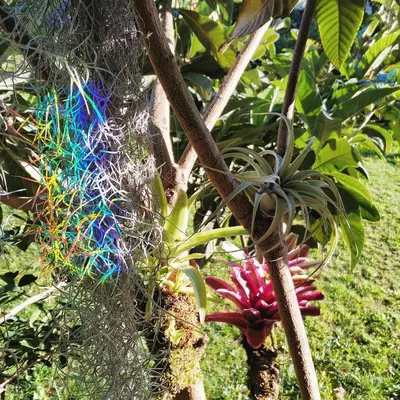 a bunch of colorful threads hanging from a tree at Rochas Shared Apart Garden Refuge in Funchal