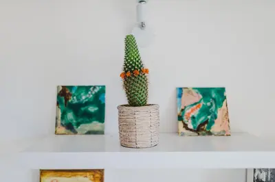 a cactus sitting on a shelf with three paintings at O Clube in Porto da Cruz