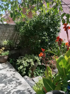 a garden with many different plants and flowers at Casa do pescador in Machico