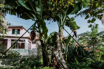 a banana tree in front of a house at City View Gardens I in Funchal