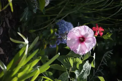 a pink flower in a garden with other flowers at Luxury Ocean Front Villla in Calheta