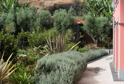 a garden with many plants and a sidewalk at Luxury Ocean Front Villla in Calheta