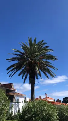 a palm tree in front of a building at Casa Palmeira - Ferienhaus mit Meerblick in Caniço