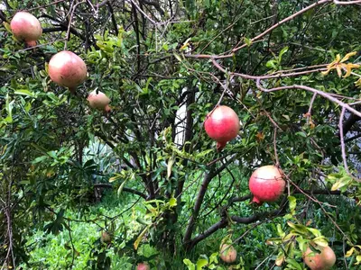 a bunch of apples growing on the branches of an apple tree at Casa Palmeira - Ferienhaus mit Meerblick in Caniço