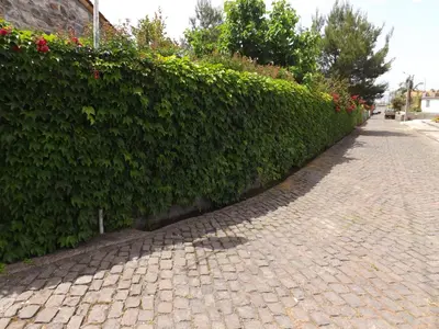 a street sign on a hedge next to a road at Solar Arco de São Jorge in Santana