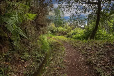 a dirt road in the middle of a forest at CAPTAIN´S HOUSE in Paul do Mar