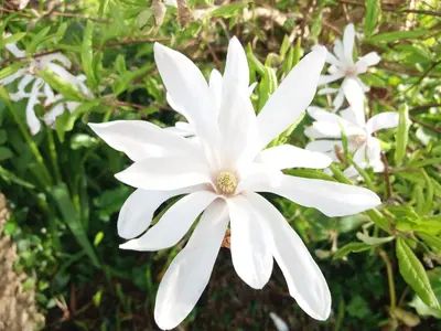 a white flower in front of some green plants at Bio Quinta do Pantano, Agro Turismo in Santo da Serra