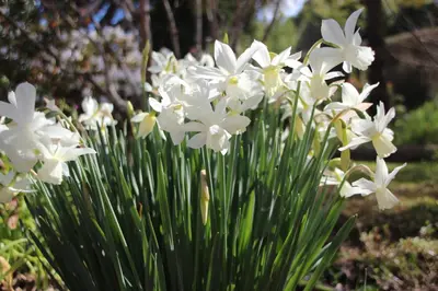 a group of white flowers in a garden at Bio Quinta do Pantano, Agro Turismo in Santo da Serra