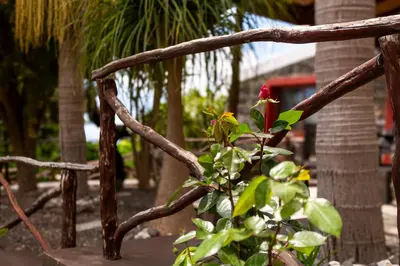 a plant with a red flower on a wooden fence at Refúgio do Lourinho in Funchal