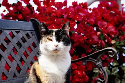 a cat sitting on a bench in front of flowers at Casa das Proteas in São Jorge