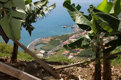 a view of the ocean from behind a banana tree at Tabua Village Madeira in Ribeira Brava