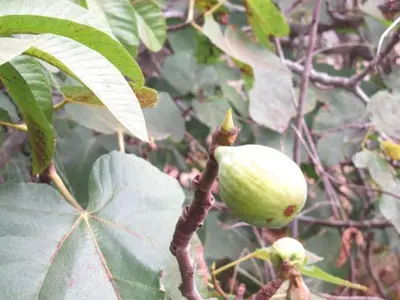 a green fruit on a tree with leaves at Madeira House in Calheta