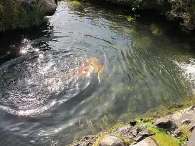 a stream of water with a kite in it at Madeira House in Calheta