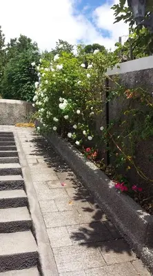 a garden with white flowers next to a fence at Paraiso das Flores in Estreito da Calheta