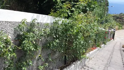 a retaining wall with trees growing on it at Paraiso das Flores in Estreito da Calheta