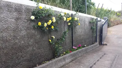 a retaining wall with flowers on it at Paraiso das Flores in Estreito da Calheta