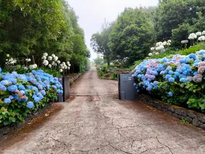 a garden with blue and purple flowers on a path at Palheiro do Avô in Santa Cruz