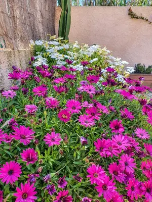 a bunch of pink flowers in a garden at Casa Mawi in Sagres