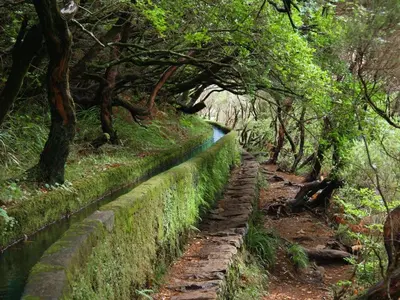 a stone path in a forest with trees at Casa dos Serrões in Calheta
