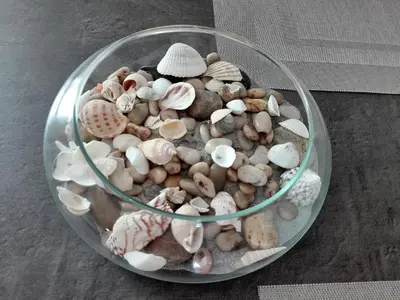 a glass bowl filled with different types of shells at Arrifana View Flat - 2km Praia Arrifana in Aljezur