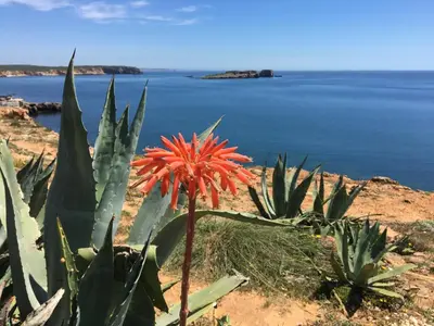 a plant with a red flower in front of the ocean at Casa Maré in Sagres