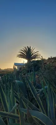 a field of plants with a palm tree in the background at Casa Rose in Almádena