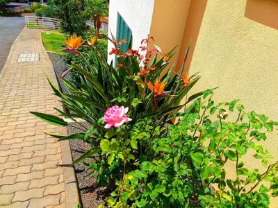 a flower garden next to a building with flowers at Lido Belissimo in Funchal